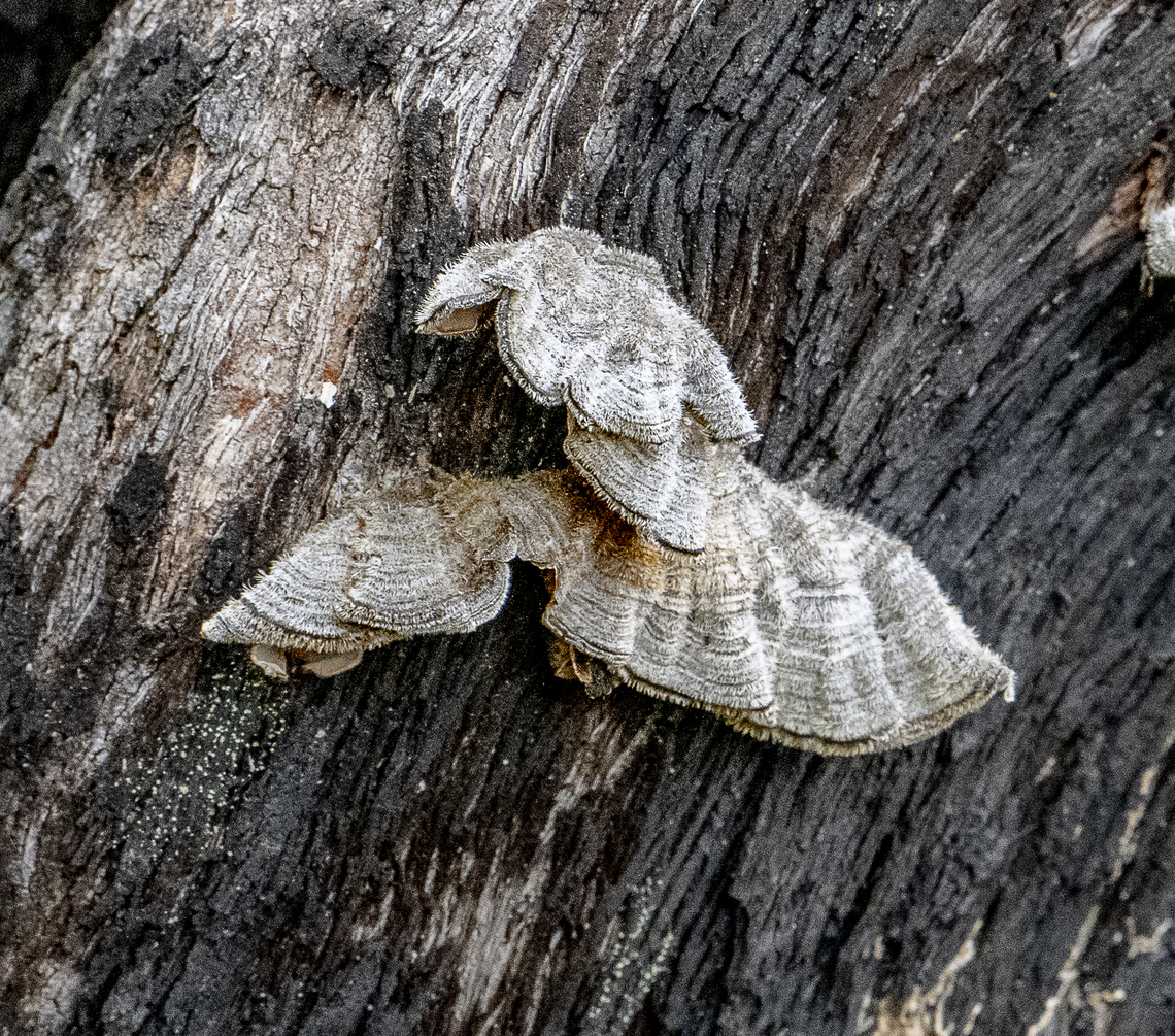 Bracket Fungus after the fire  Australia,Fall,Geotagged