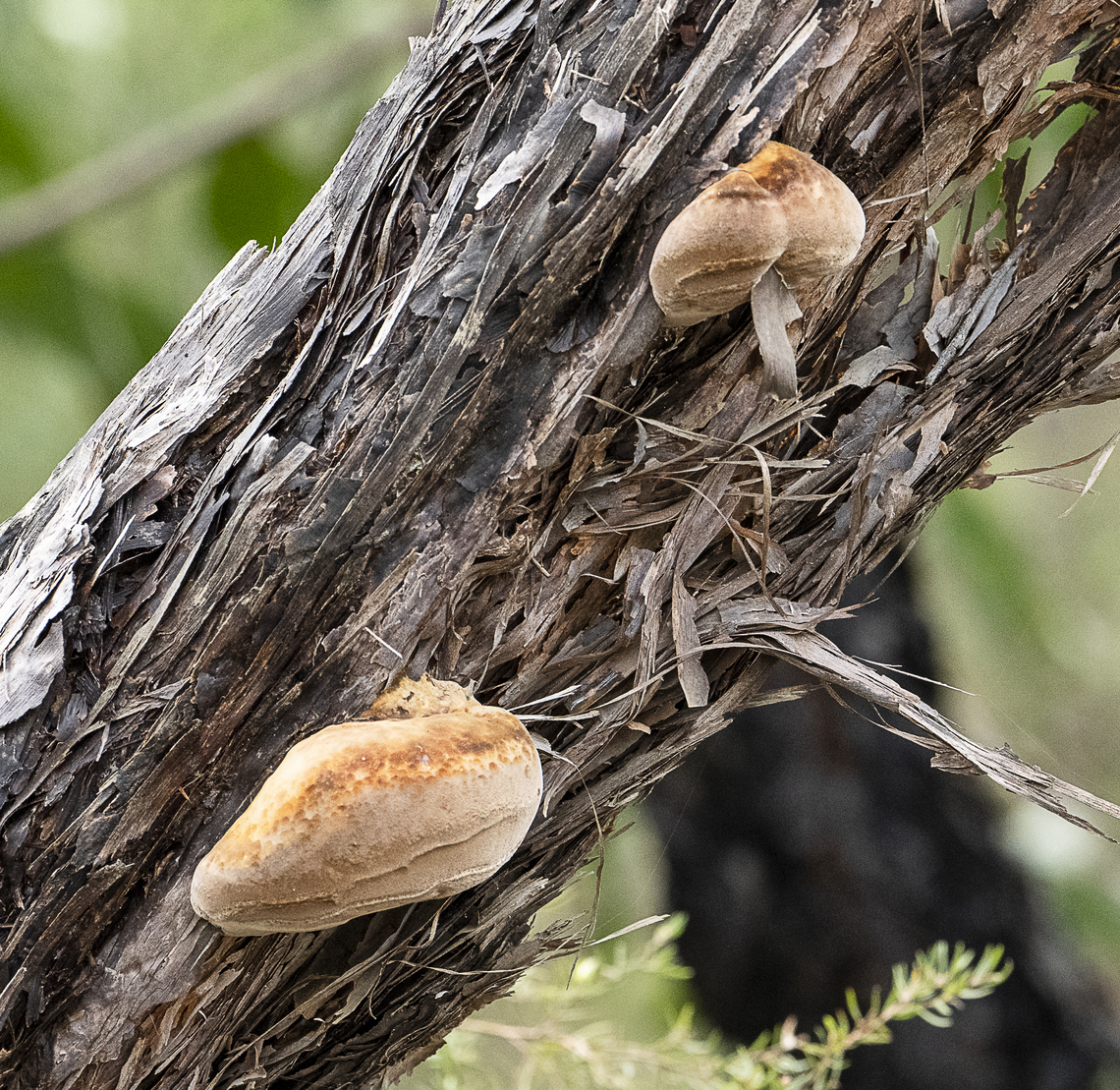 Fungi - Fomitiporia sp. ?  Australia,Fall,Geotagged
