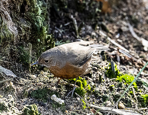 Rock Warbler  Australia,Fall,Geotagged,Origma solitaria,Rockwarbler