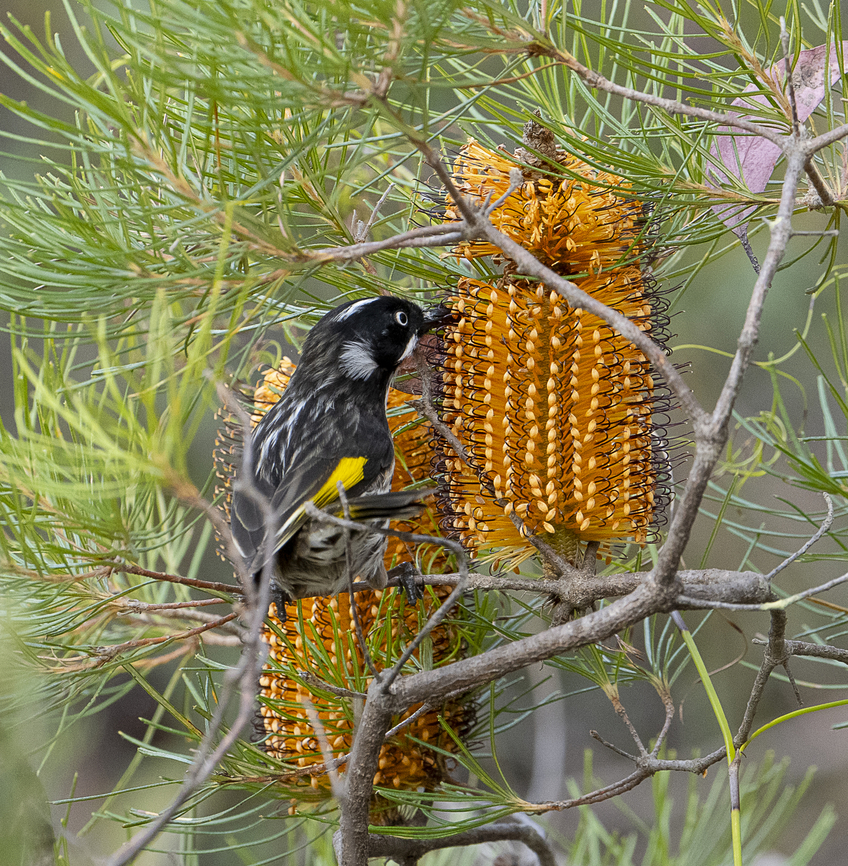 Newholland honeyeater  Australia,Fall,Geotagged,New Holland honeyeater,Phylidonyris novaehollandiae