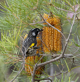 Newholland honeyeater  Australia,Fall,Geotagged,New Holland honeyeater,Phylidonyris novaehollandiae