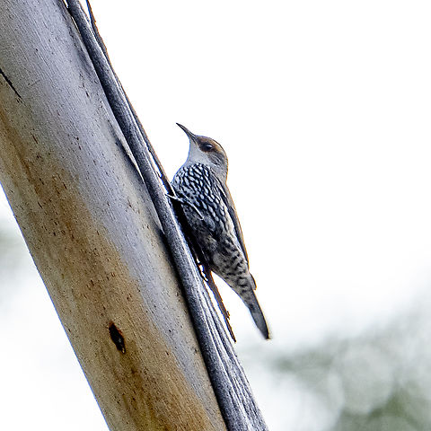 Red-browed treecreeper  Australia,Climacteris erythrops,Fall,Geotagged,Red-browed treecreeper