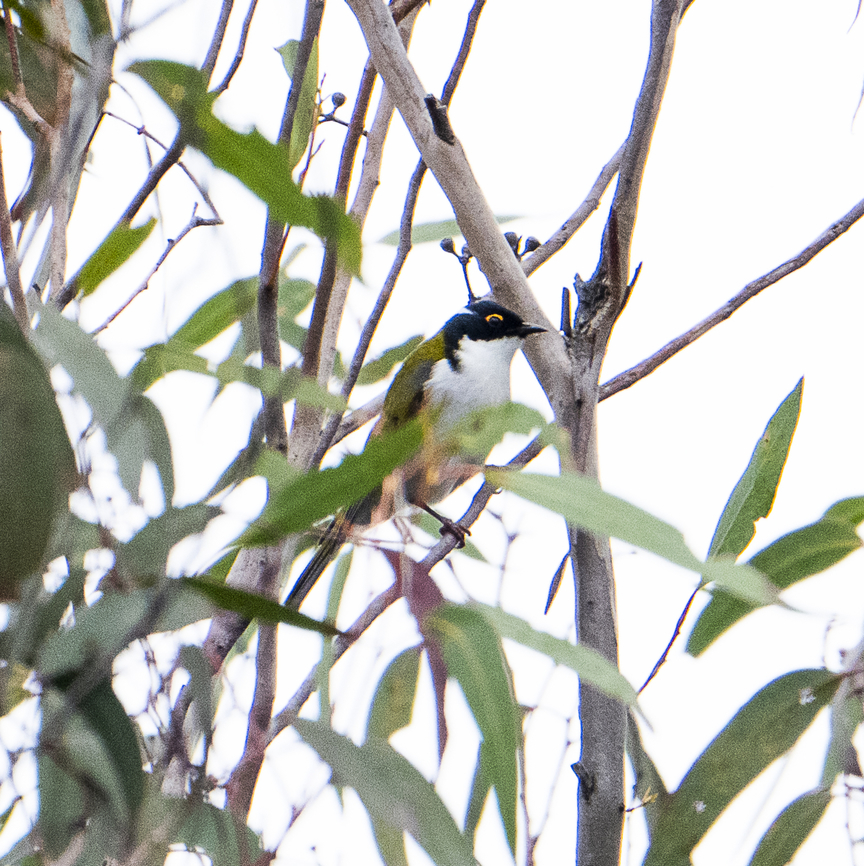 White-naped honeyeater - Melithreptus lunatus  Australia,Fall,Geotagged,Melithreptus lunatus,White-naped honeyeater