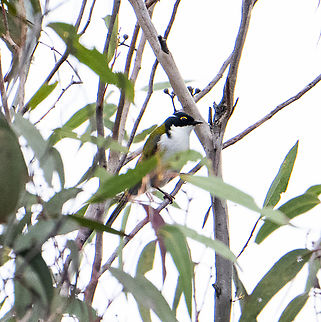 White-naped honeyeater - Melithreptus lunatus  Australia,Fall,Geotagged,Melithreptus lunatus,White-naped honeyeater