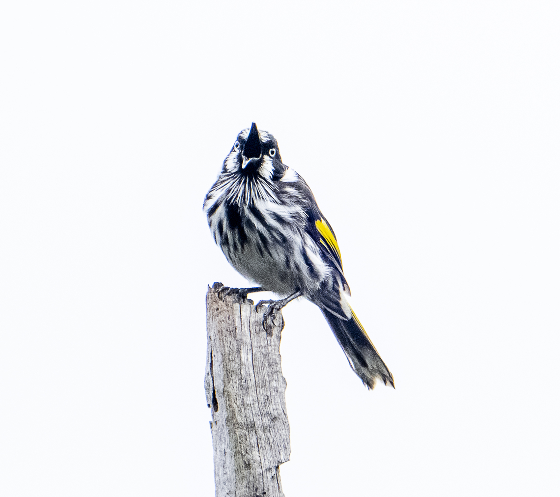 Honey Tones - New Holland Honeyeater  Australia,Fall,Geotagged,New Holland honeyeater,Phylidonyris novaehollandiae