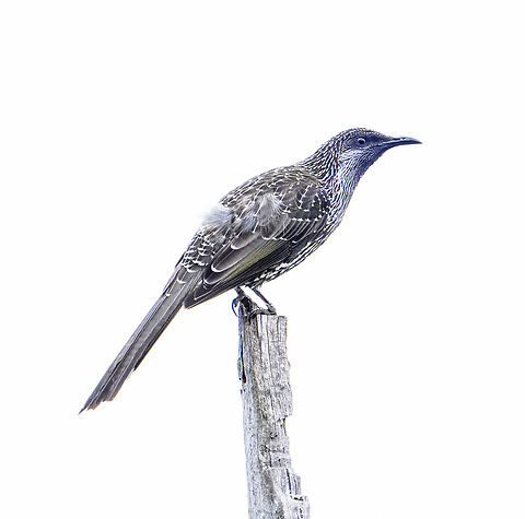 Little Wattle Bird  Anthochaera chrysoptera,Australia,Fall,Geotagged,Little wattlebird