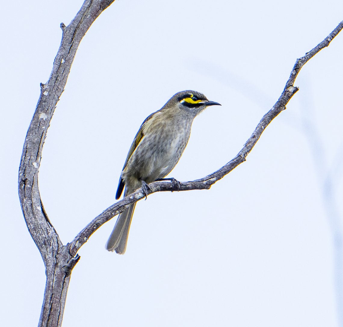 Yellow-faced honeyeater  Australia,Caligavis chrysops,Fall,Geotagged,Yellow-faced honeyeater