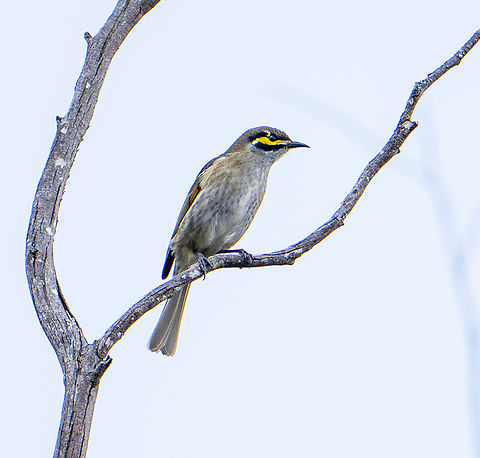 Yellow-faced honeyeater  Australia,Caligavis chrysops,Fall,Geotagged,Yellow-faced honeyeater