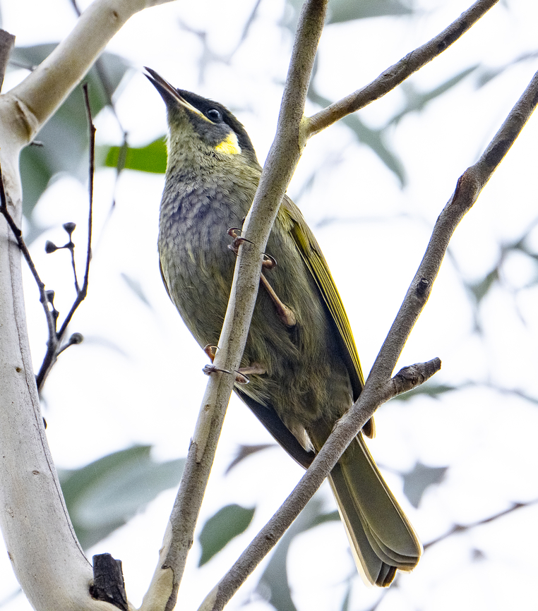 Lewin's Honeyeater  Australia,Fall,Geotagged,Lewin's Honeyeater,Meliphaga lewinii