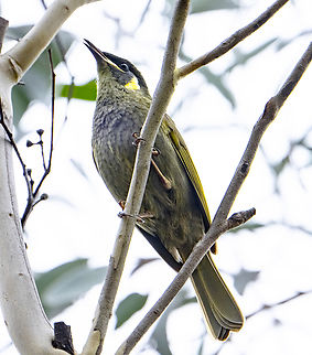 Lewin's Honeyeater  Australia,Fall,Geotagged,Lewin's Honeyeater,Meliphaga lewinii