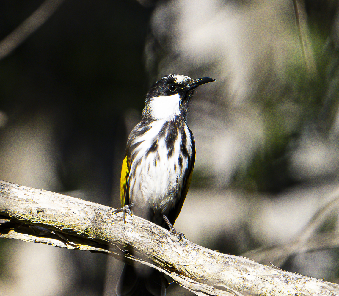 White-cheeked honeyeater - Phylidonyris niger Although at first glance this striking bird can be mistaken for the New holland honeyeater  it is distinctly different Australia,Fall,Geotagged,Phylidonyris niger,White-cheeked honeyeater