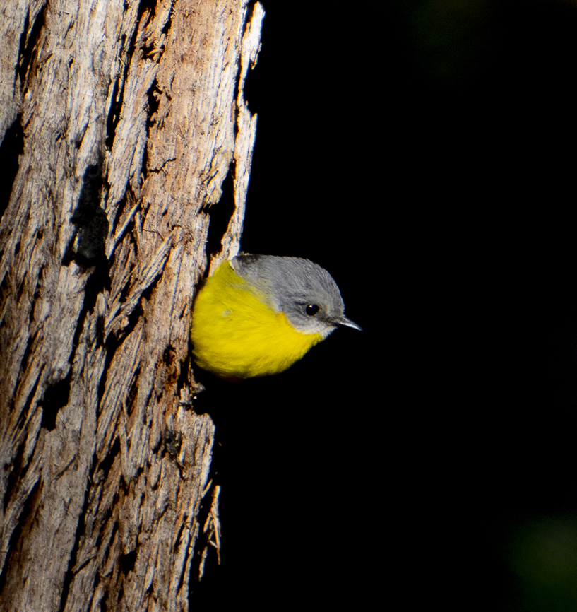 Waiting to strike - Eastern Yellow Robin  Australia,Eastern Yellow Robin,Eopsaltria australis,Fall,Geotagged