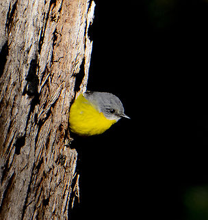 Waiting to strike - Eastern Yellow Robin  Australia,Eastern Yellow Robin,Eopsaltria australis,Fall,Geotagged