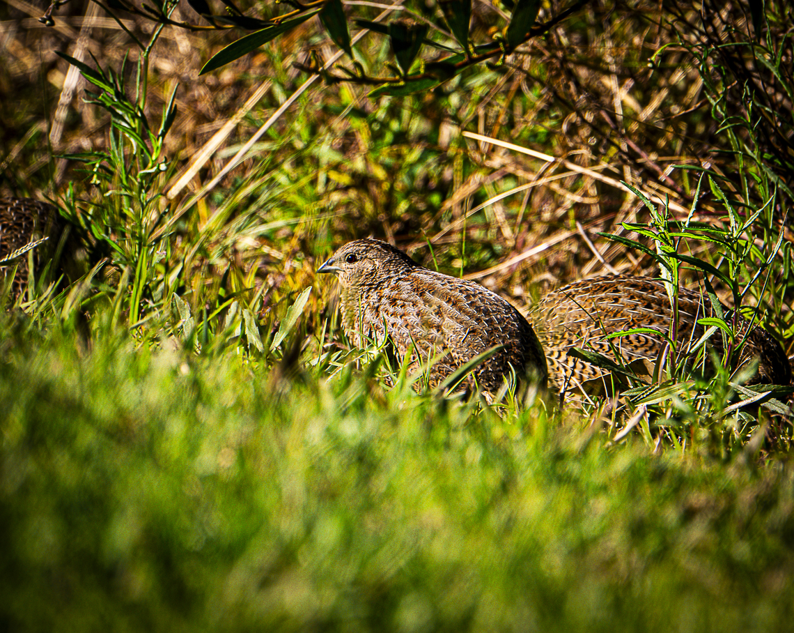 Brown Quail  Australia,Brown quail,Fall,Geotagged,Synoicus ypsilophorus