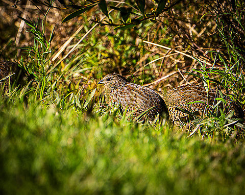 Brown Quail  Australia,Brown quail,Fall,Geotagged,Synoicus ypsilophorus