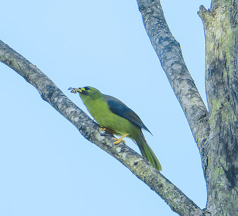 Bell Miner  Australia,Bell Miner,Fall,Geotagged,Manorina melanophrys