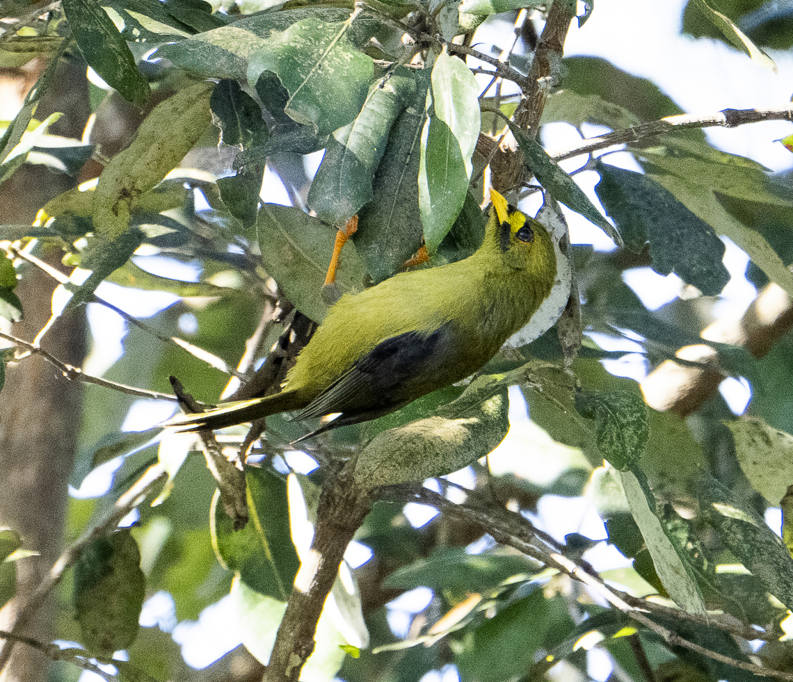 Bell Miner  Australia,Bell Miner,Fall,Geotagged,Manorina melanophrys