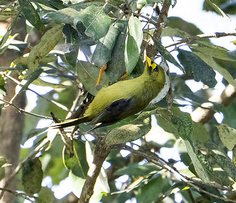 Bell Miner  Australia,Bell Miner,Fall,Geotagged,Manorina melanophrys
