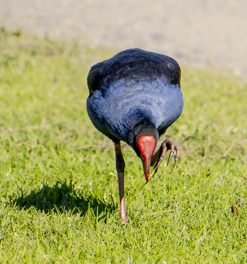 Australasian Swamp Hen Very adept with insects - check out the deadly &#039;nails&#039; Australasian swamphen,Australia,Fall,Geotagged,Porphyrio melanotus