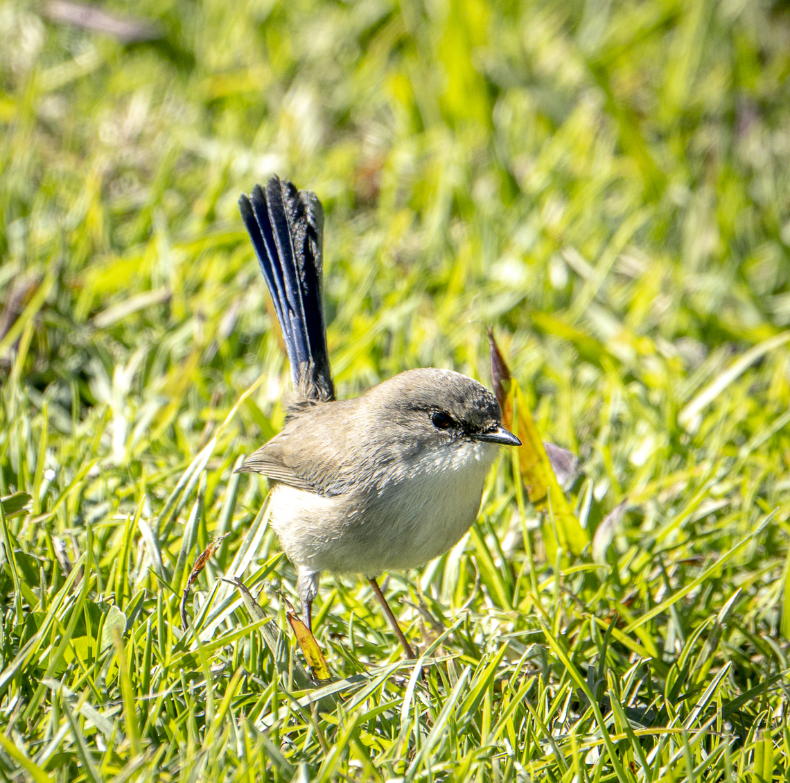 Fairy Wren  Australia,Fall,Geotagged,Malurus lamberti,Variegated fairywren