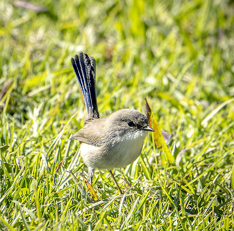 Fairy Wren Australia,Fall,Geotagged,Malurus lamberti,Variegated fairywren