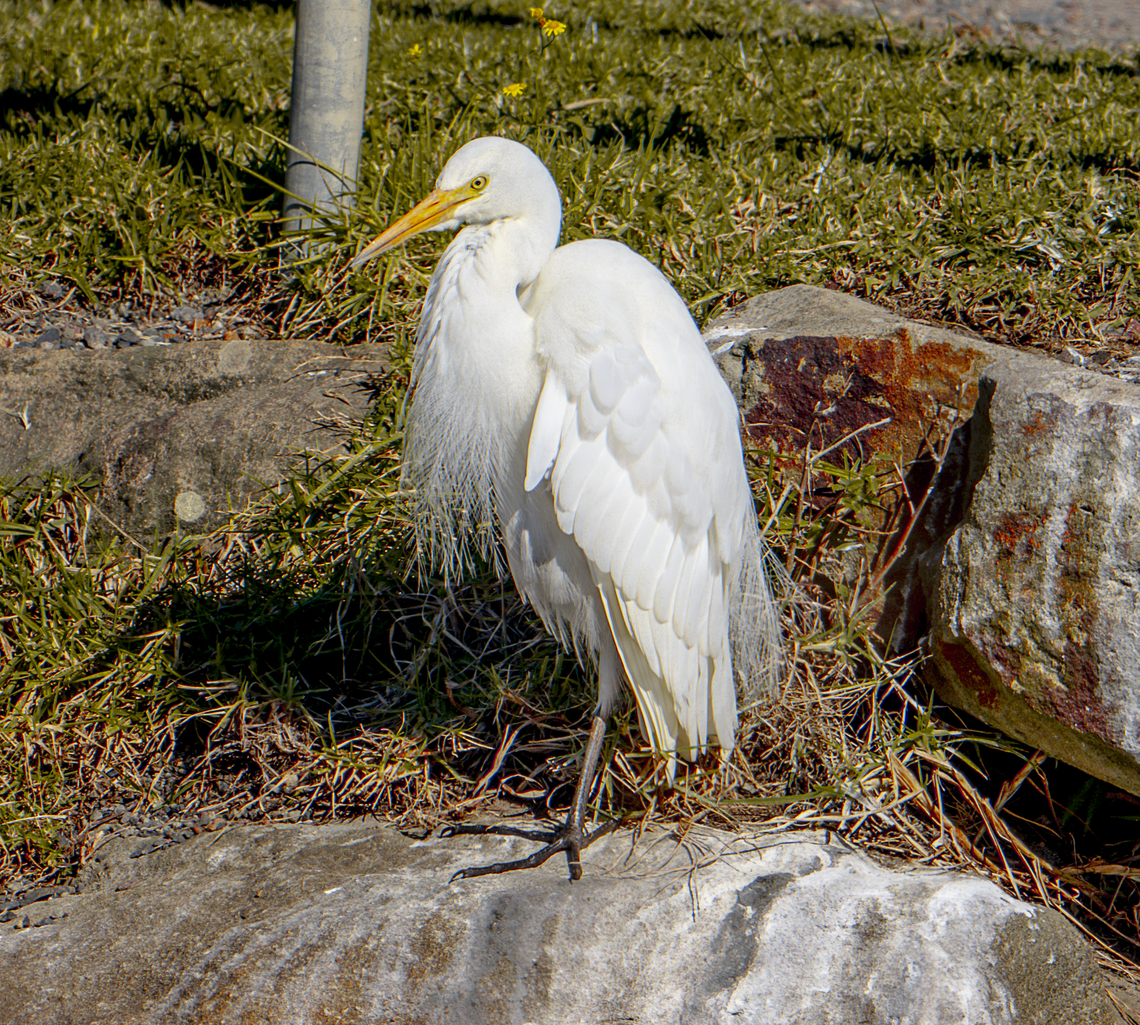 Intermediate Egret  Ardea intermedia,Australia,Fall,Geotagged,Intermediate egret