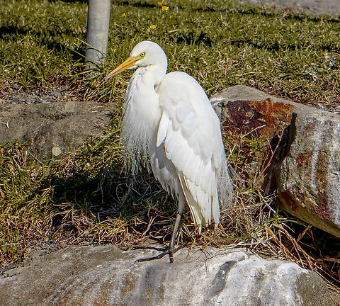 Intermediate Egret  Ardea intermedia,Australia,Fall,Geotagged,Intermediate egret