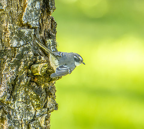 Grey Fantail  Australia,Fall,Geotagged,Grey Fantail,Rhipidura albiscapa