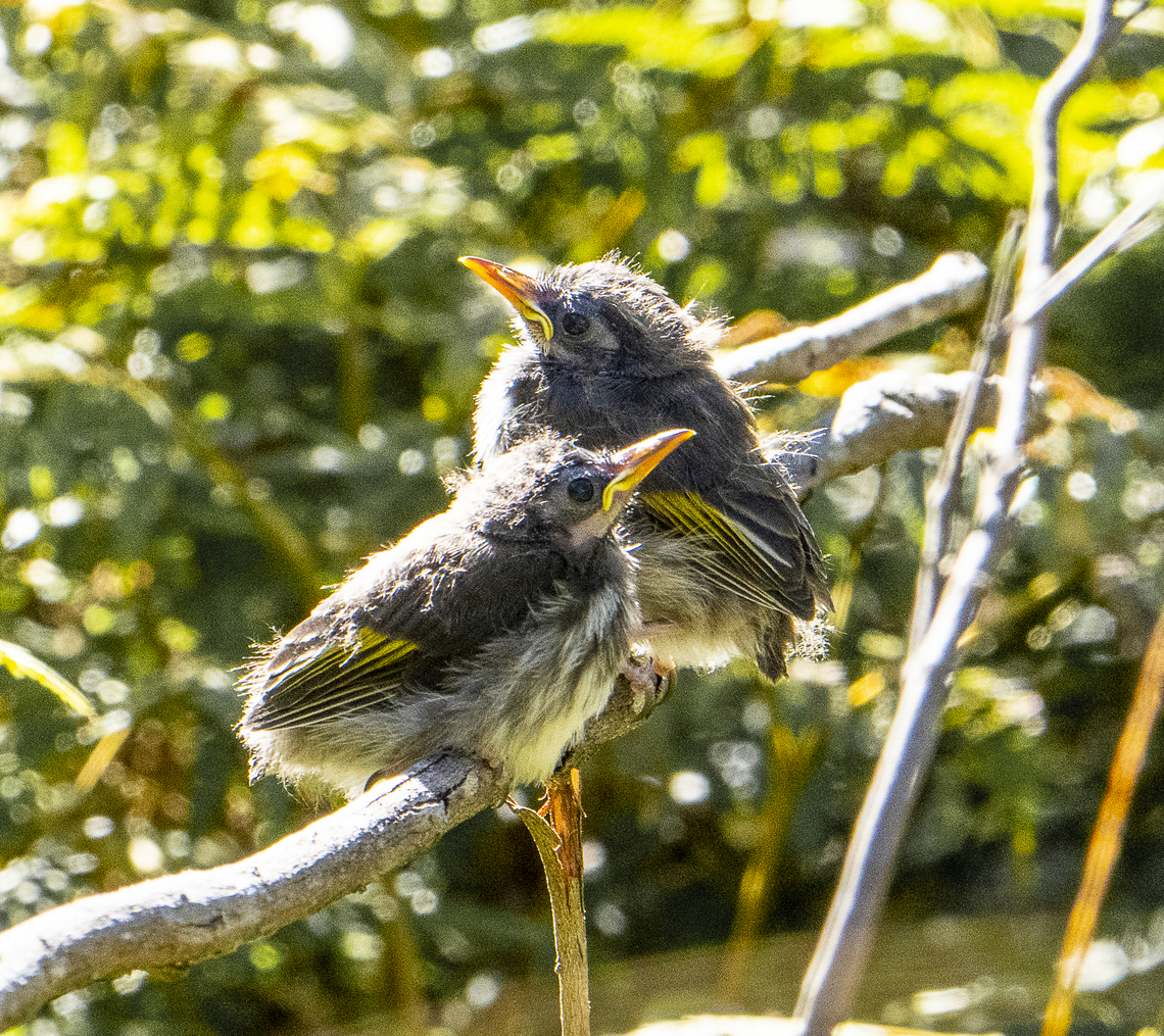 Two fledglings These two birds were sitting 60cm (2ft) above a low ferned watercourse awaiting a feed. I had to wait for the adult to arrive to give them a positive ID Australia,Geotagged,New Holland honeyeater,Phylidonyris novaehollandiae,Winter