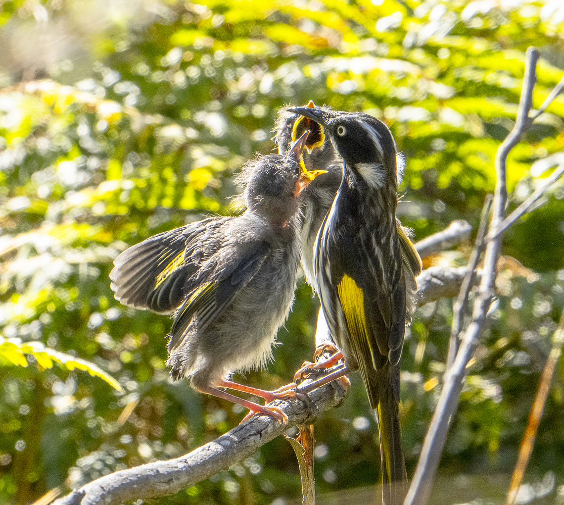 Give it to ME !   New Holland Honeyeater  Australia,Geotagged,New Holland honeyeater,Phylidonyris novaehollandiae,Winter