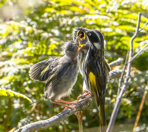 Give it to ME !   New Holland Honeyeater  Australia,Geotagged,New Holland honeyeater,Phylidonyris novaehollandiae,Winter