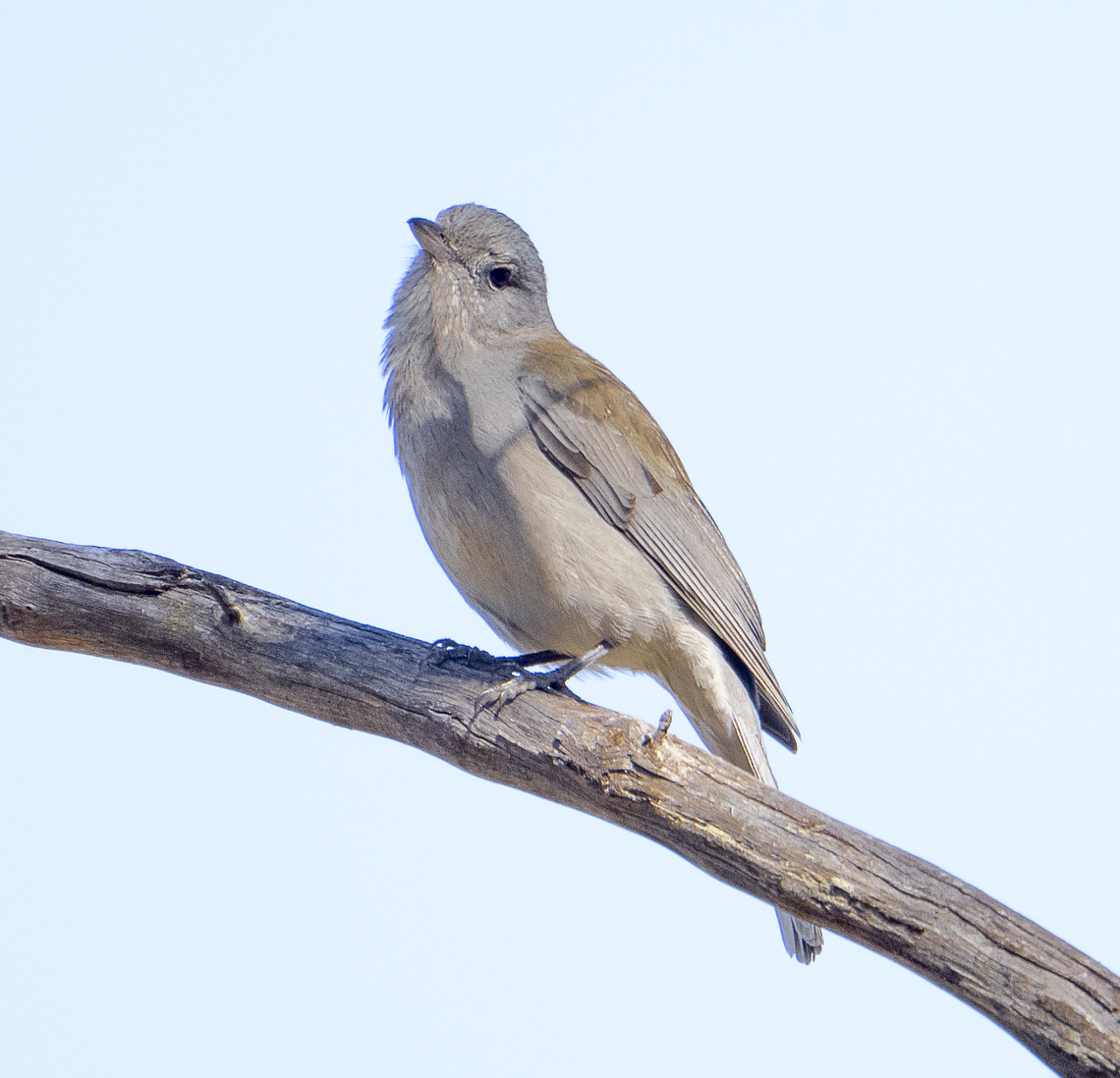Grey shrike-thrush - Colluricincla harmonica  Australia,Colluricincla harmonica,Geotagged,Grey shrike-thrush,Winter