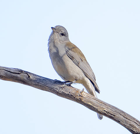 Grey shrike-thrush - Colluricincla harmonica  Australia,Colluricincla harmonica,Geotagged,Grey shrike-thrush,Winter