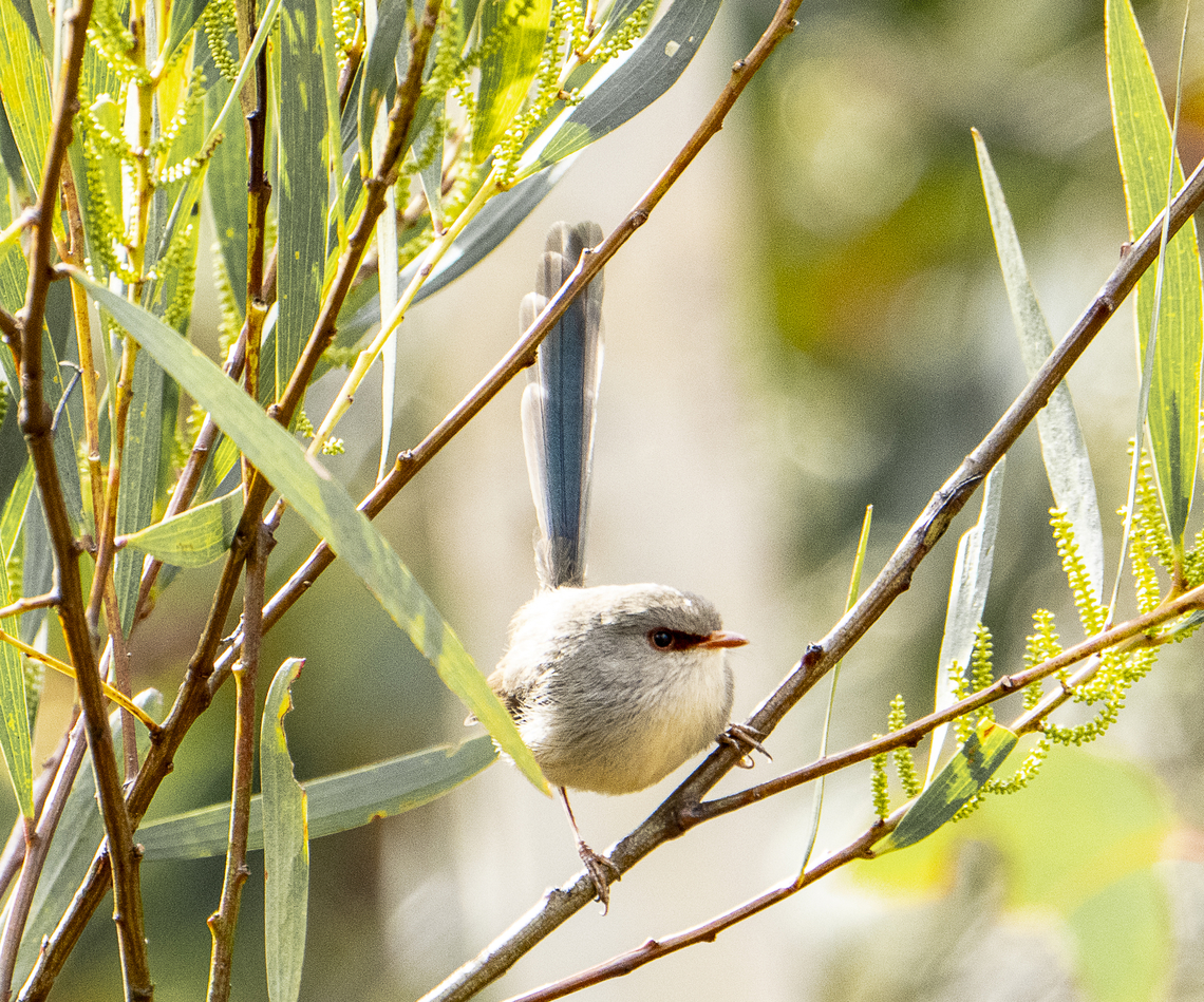 Fairy Wren So hard to capture Australia,Geotagged,Malurus lamberti,Variegated fairywren,Winter