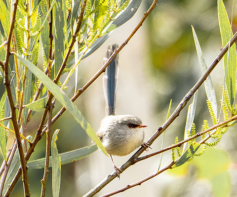 Fairy Wren So hard to capture Australia,Geotagged,Malurus lamberti,Variegated fairywren,Winter