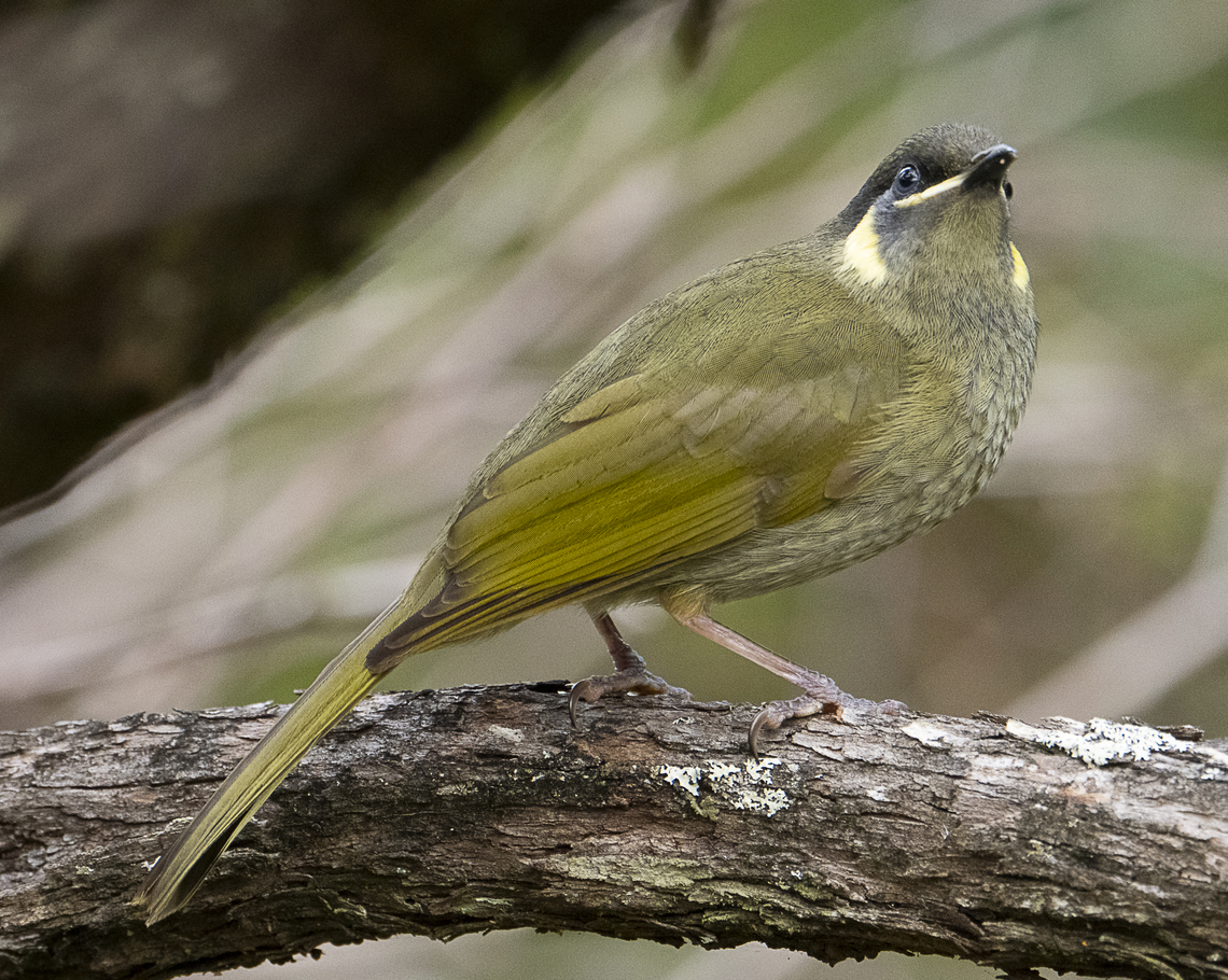 Lewin's honeyeater  Australia,Geotagged,Lewin's Honeyeater,Meliphaga lewinii,Winter