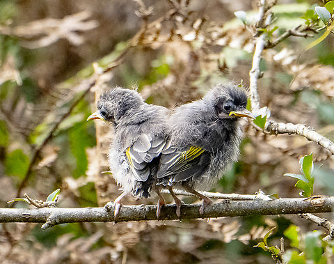 Fluff Bundle - New holland honeyeater  Australia,Geotagged,New Holland honeyeater,Phylidonyris novaehollandiae,Winter