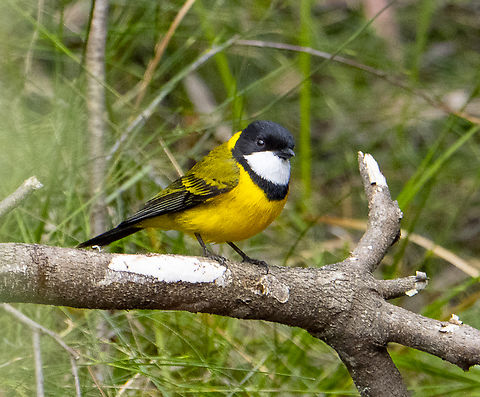 Australian golden whistler