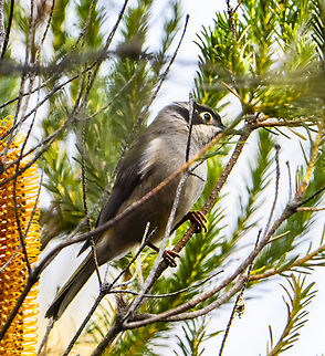 Brown-headed honeyeater  Australia,Brown-headed honeyeater,Geotagged,Melithreptus brevirostris,Winter