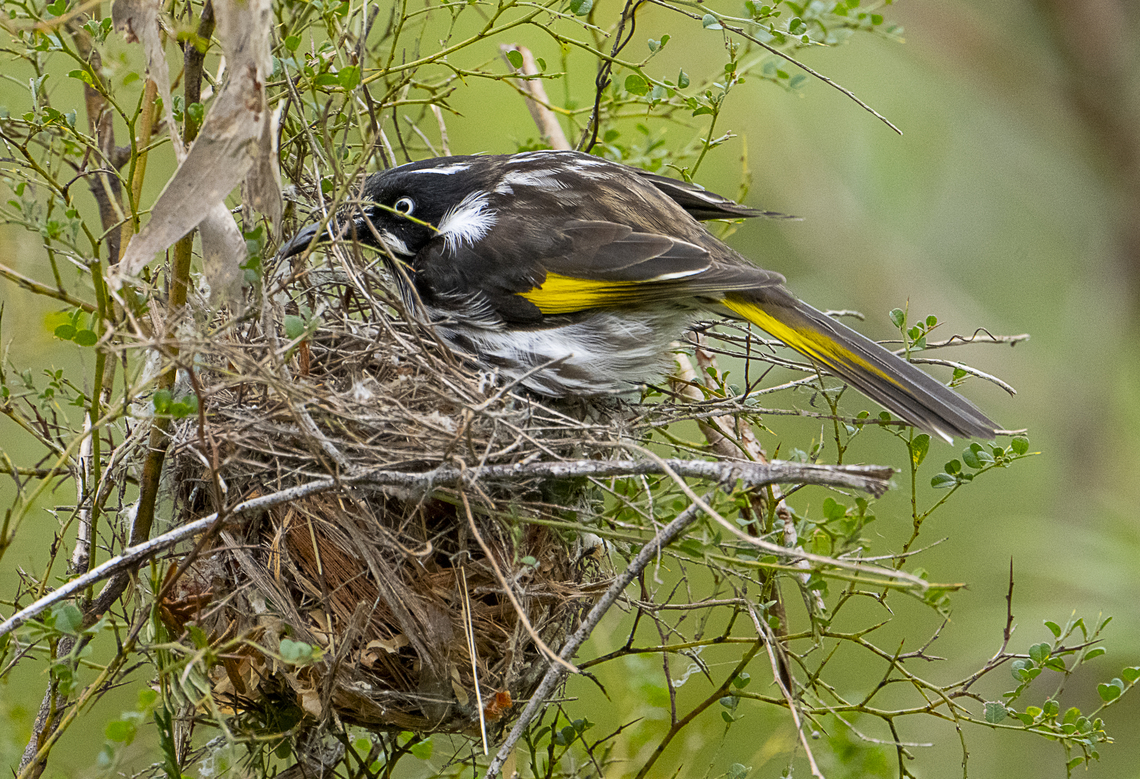 New holland honeyeater - better keep those eggs warm  Australia,Geotagged,New Holland honeyeater,Phylidonyris novaehollandiae,Winter
