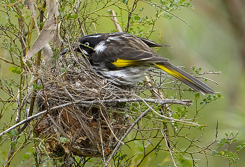 New holland honeyeater - better keep those eggs warm  Australia,Geotagged,New Holland honeyeater,Phylidonyris novaehollandiae,Winter