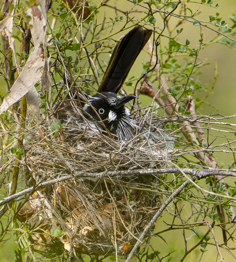 Nice and cosy - New holland honeyeater  Australia,Geotagged,New Holland honeyeater,Phylidonyris novaehollandiae,Winter