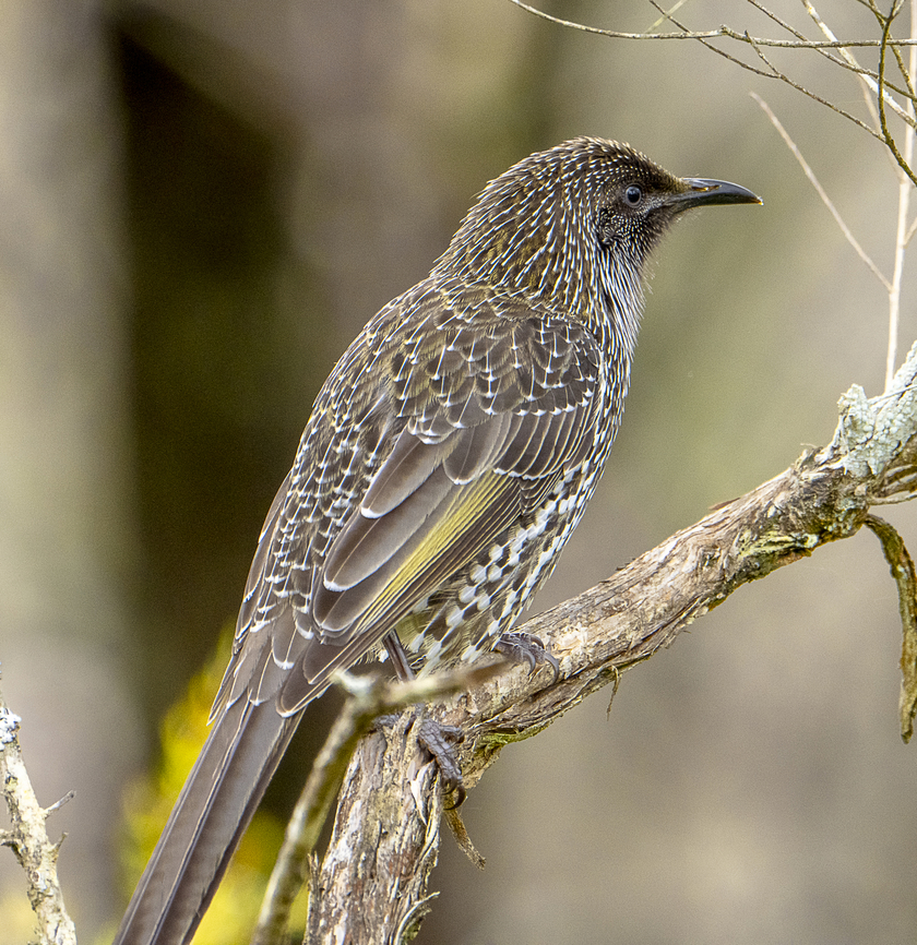 Amazing Patterns - Little Wattle Bird  Anthochaera chrysoptera,Australia,Geotagged,Little wattlebird,Winter