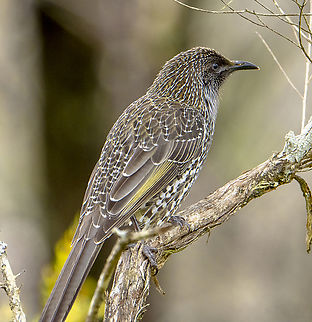 Amazing Patterns - Little Wattle Bird  Anthochaera chrysoptera,Australia,Geotagged,Little wattlebird,Winter
