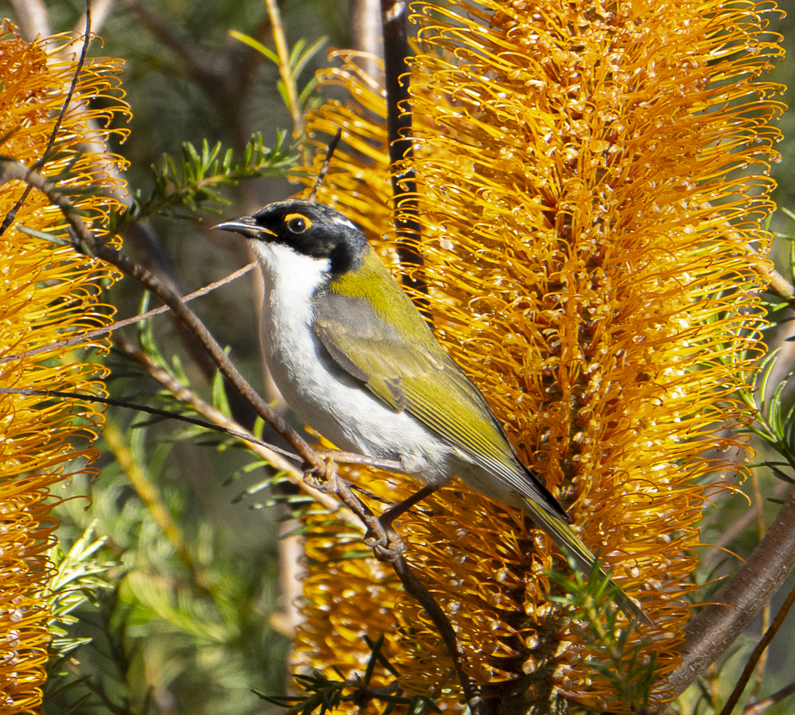White-naped honeyeater  Australia,Geotagged,Melithreptus lunatus,White-naped honeyeater,Winter