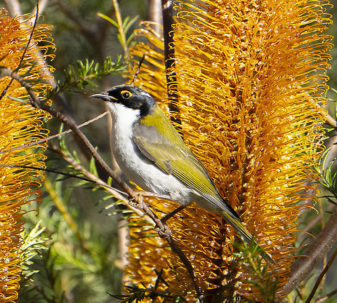 White-naped honeyeater  Australia,Geotagged,Melithreptus lunatus,White-naped honeyeater,Winter