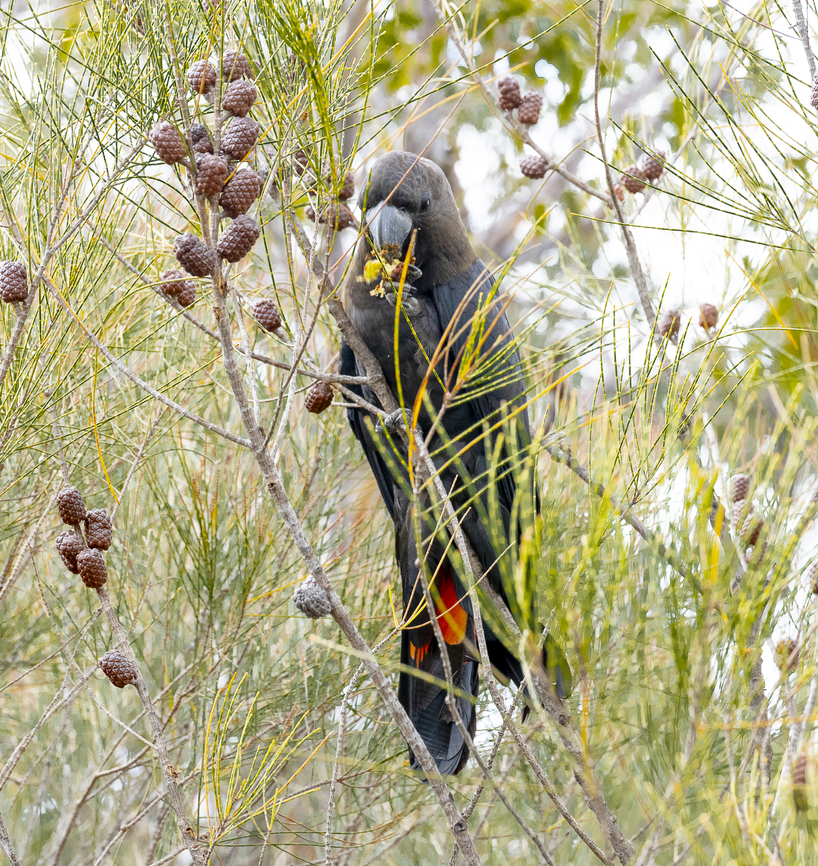Glossy black cockatoo - male Following the crack crunch nibble allows one to spot these beautiful creatures. The allocasuarina nana is obviously a favourite. The female was present but was shielded too much by foliage. She had a lot of yellow spotting around her head. Australia,Calyptorhynchus lathami,Geotagged,Glossy black cockatoo,Winter