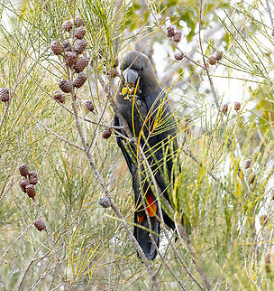 Glossy black cockatoo - male Following the crack crunch nibble allows one to spot these beautiful creatures. The allocasuarina nana is obviously a favourite. The female was present but was shielded too much by foliage. She had a lot of yellow spotting around her head. Australia,Calyptorhynchus lathami,Geotagged,Glossy black cockatoo,Winter