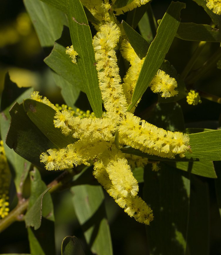 Longleaf Wattle - Acacia longifolia  Acacia longifolia,Acacia longissima,Australia,Geotagged,Golden Wattle,Winter