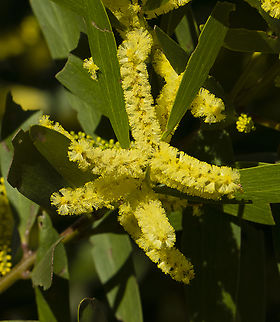 Longleaf Wattle - Acacia longifolia  Acacia longifolia,Acacia longissima,Australia,Geotagged,Golden Wattle,Winter